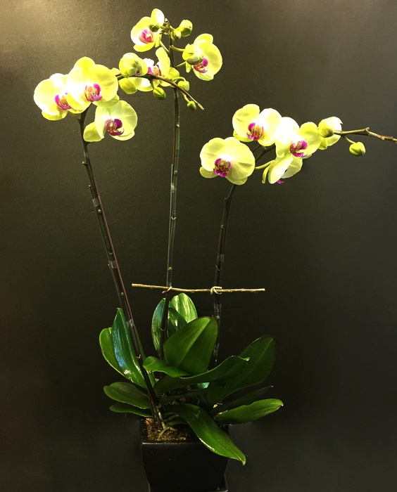 yellow phalaenopsis orchid plant