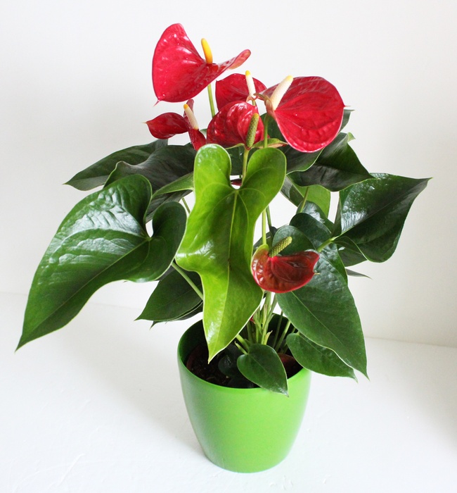 Anthurium Plants (Large)